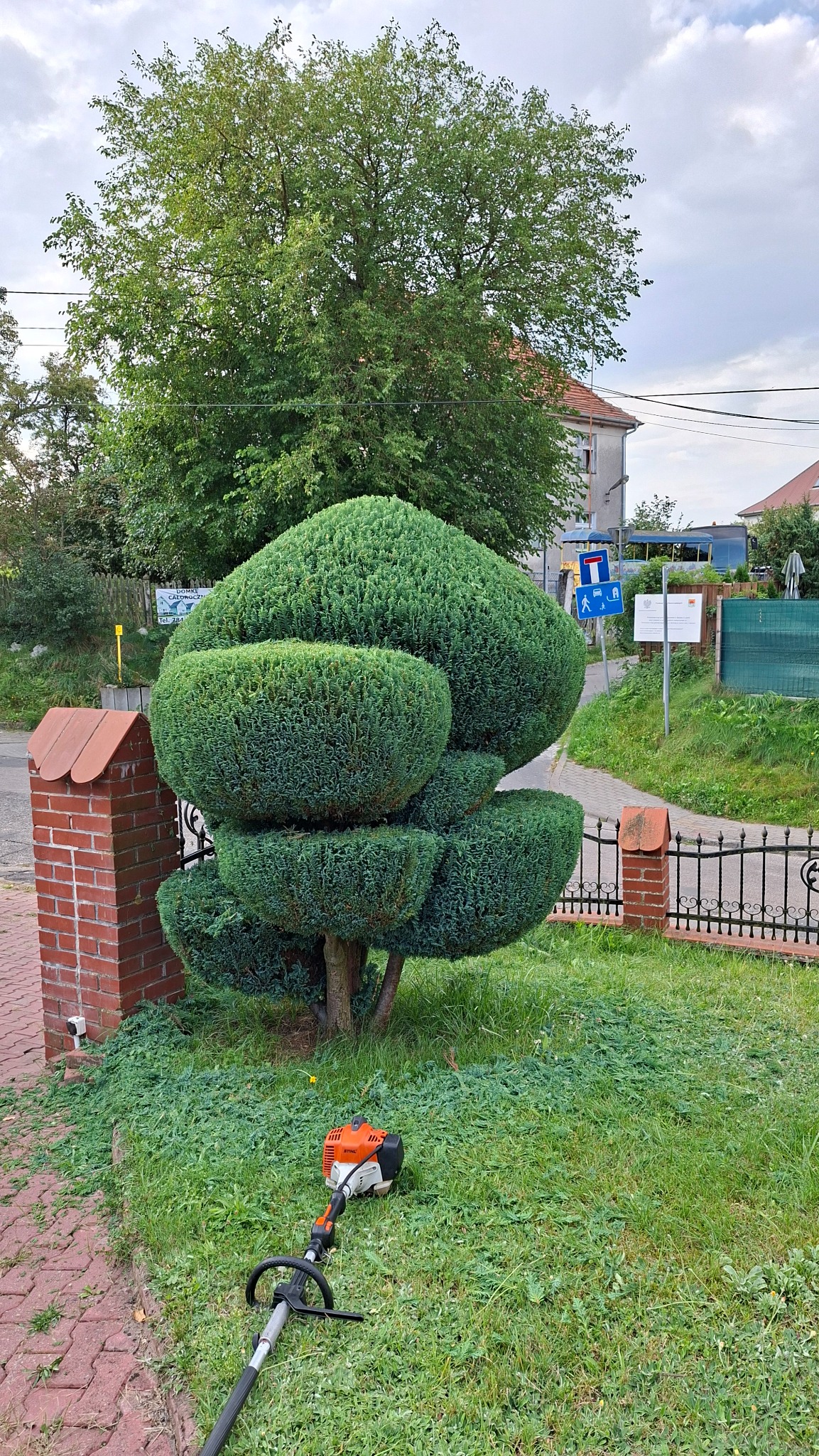 Starannie przycięty krzew w formie kaskady, obok leży pomarańczowa kosa spalinowa Stihl. W tle widoczne drzewo i zabudowania.
