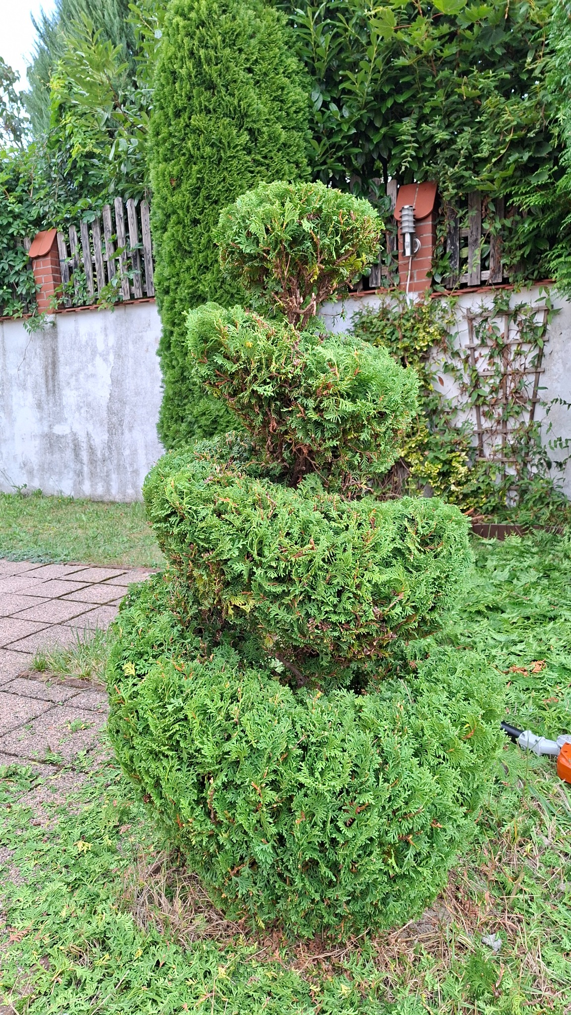 Spiralnie uformowany, zielony krzew iglasty na trawniku, z widocznymi śladami przycinania i narzędziem ogrodniczym w tle, na tle muru i innych roślin.