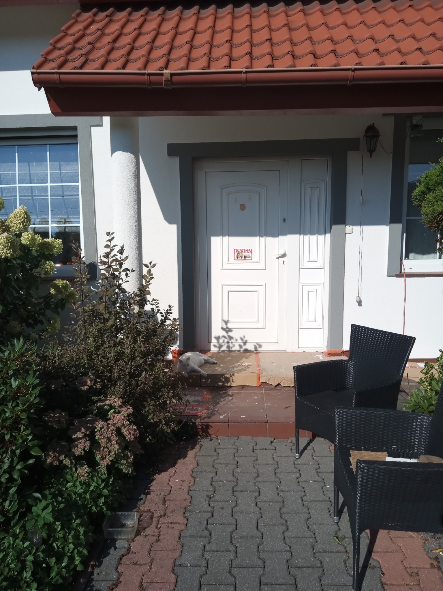 Biały kot wylegujący się na progu domu z białą elewacją, widoczne krzesła ogrodowe i fragment chodnika z kostki brukowej.
