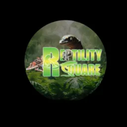 Logo 'Reptility Square' z wizerunkami warana i kajmana na tle tropikalnej roślinności, projekt graficzny wykonany w Milówce.