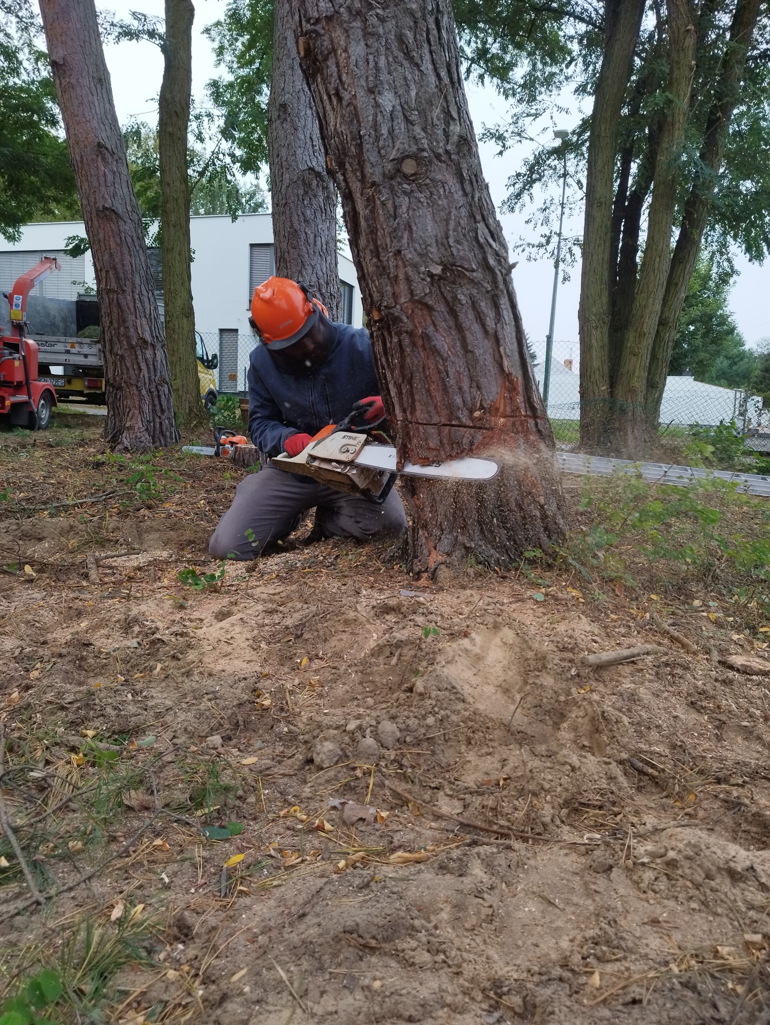 Wycinka drzewa, wycinamy także alpinistycznie i z podnośnika