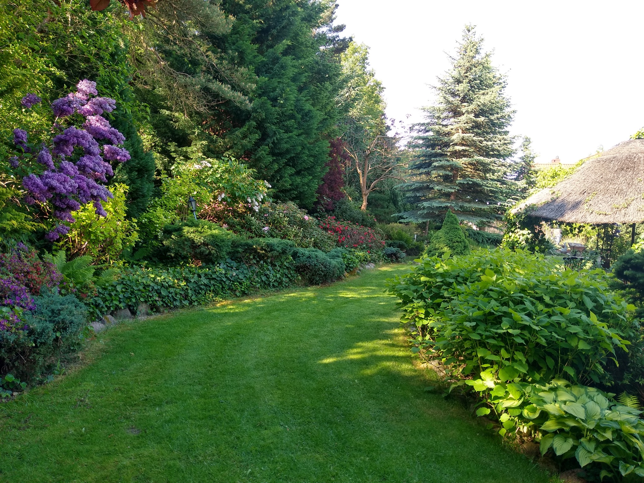 Starannie utrzymany trawnik z równo przystrzyżoną trawą, otoczony bujną roślinnością, w tym kwitnącymi krzewami i wysokimi drzewami iglastymi, prowadzący do altany z krytym strzechą dachem.