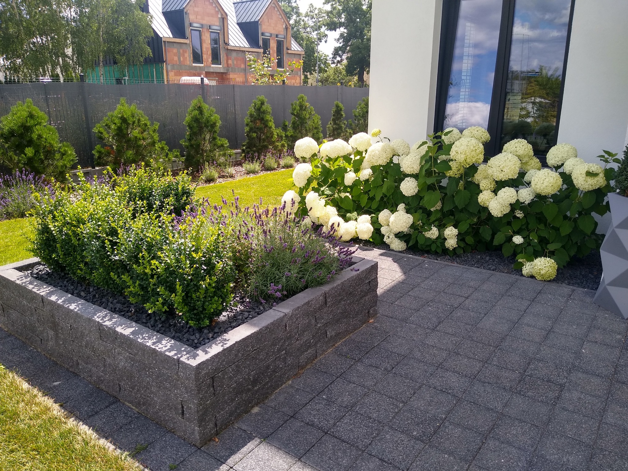 Nowoczesny ogród przydomowy z niską, kamienną rabatą wypełnioną zielenią i lawendą, obok kwitnące hortensje przy białej ścianie budynku, szara kostka brukowa i trawnik.