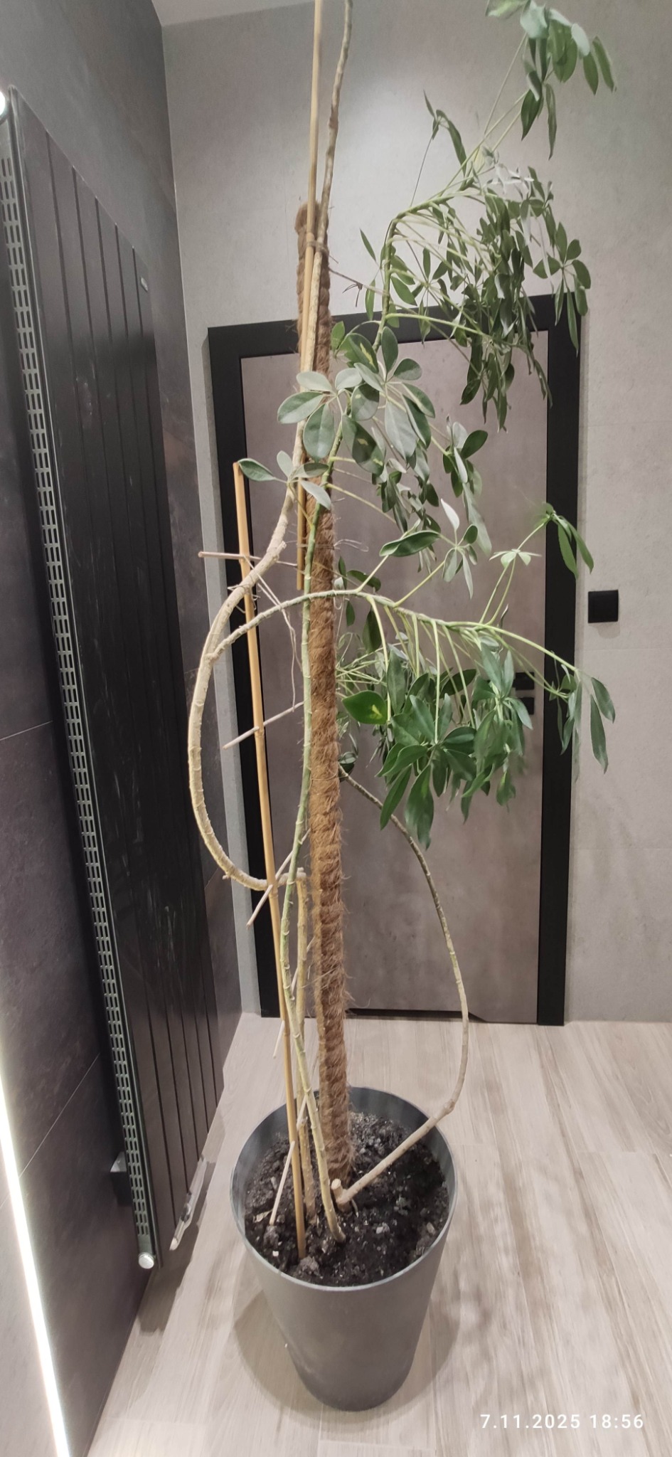 Roślina doniczkowa z podporą w nowoczesnej łazience z szarą płytką imitującą drewno i ciemnym grzejnikiem. Minimalistyczny wystrój wnętrza.