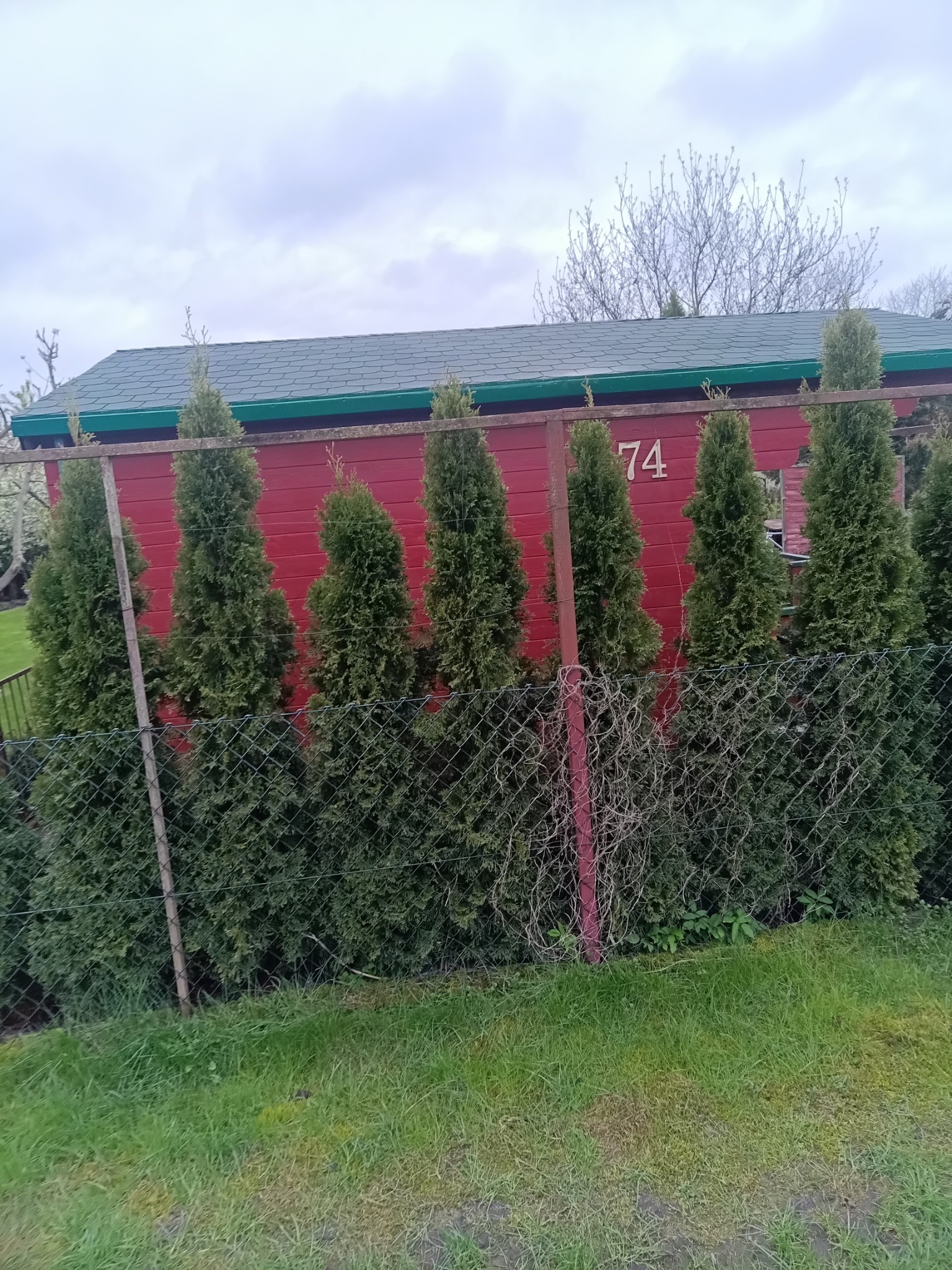 Czerwony budynek z numerem 74, zielonym dachem i rzędem tuj za siatką ogrodzeniową, pochmurne niebo w tle.