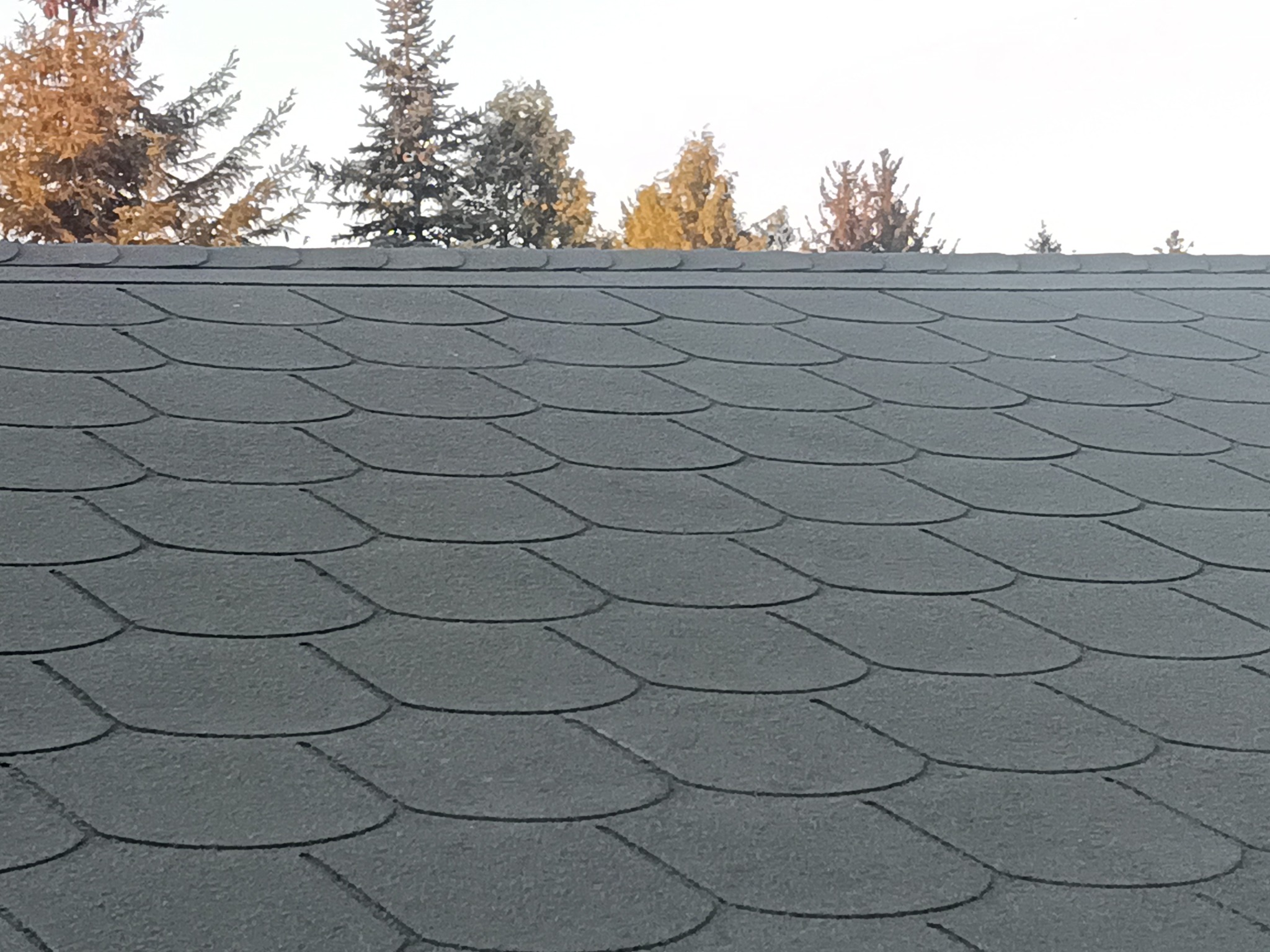 Szare gonty bitumiczne na dachu domu, widok z dołu na tle drzew iglastych i bezchmurnego nieba.