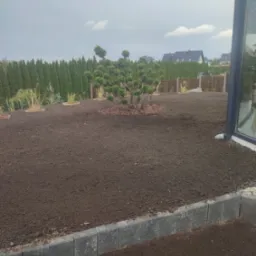 Przygotowany teren pod trawnik z posadzoną ozdobną sosną bonsai i obrzeżem z kostki betonowej, w tle rząd wysokich tuj i ogrodzenie panelowe.