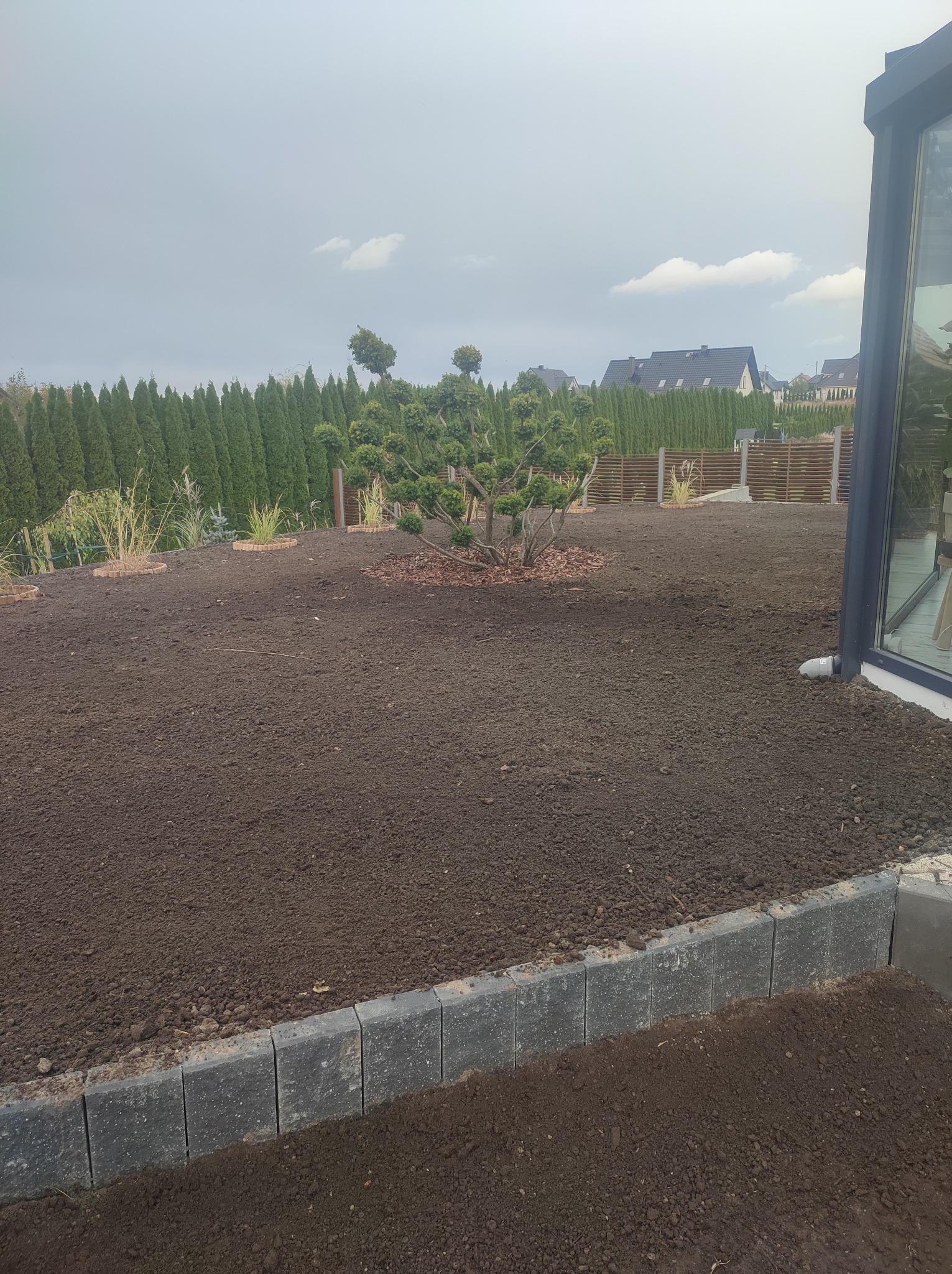 Przygotowany teren pod trawnik z posadzoną ozdobną sosną bonsai i obrzeżem z kostki betonowej, w tle rząd wysokich tuj i ogrodzenie panelowe.