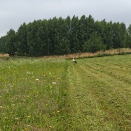 Baltastic Szymon Balewicz - Pole z wyraźną granicą: po prawej świeżo skoszona trawa z pasami, po lewej dzika łąka z kwiatami. Na skoszonej części stoi bocian, w tle gęsty las.
