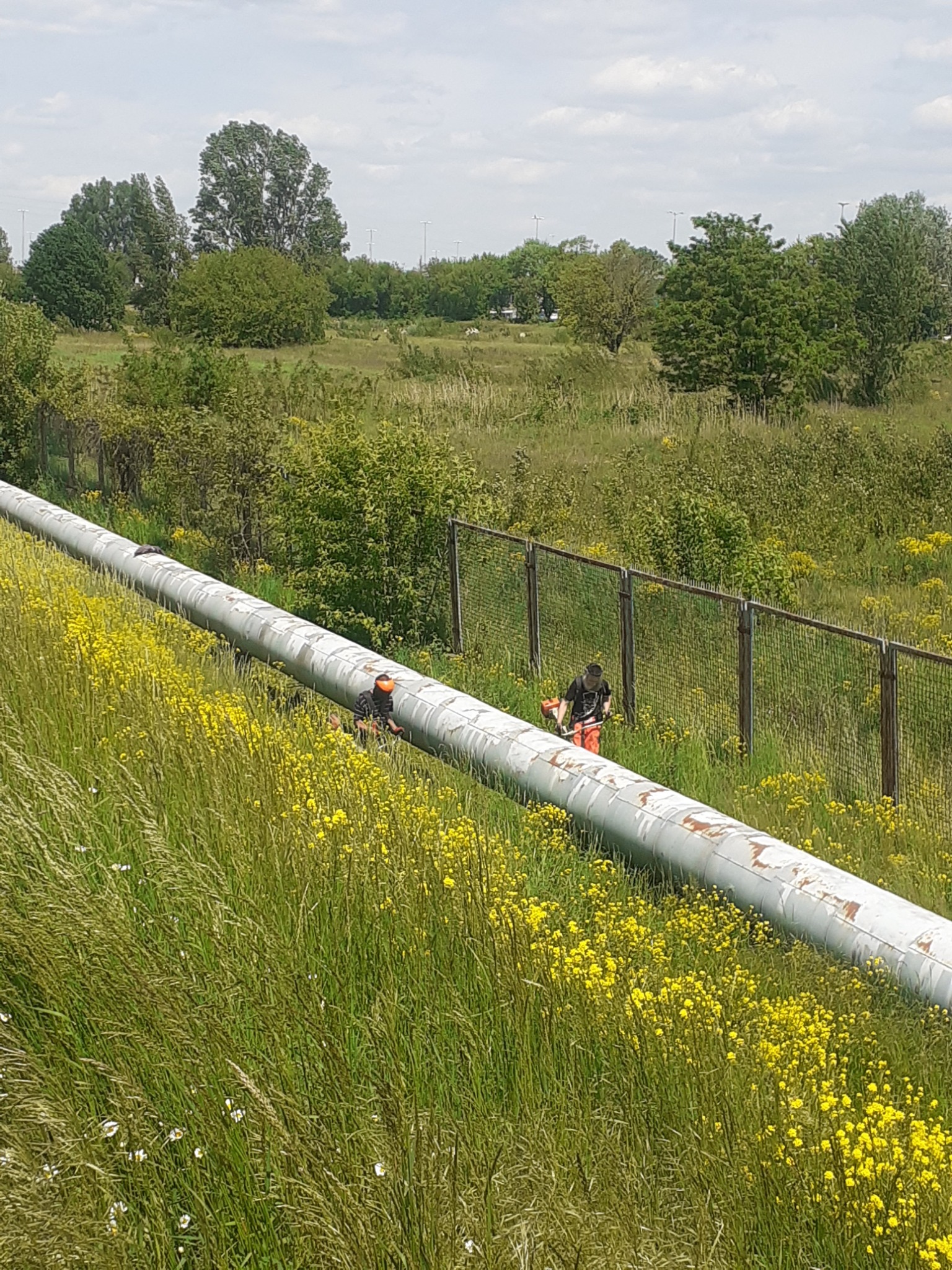 Pracownik w pomarańczowych spodniach kosi trawę kosiarką spalinową w pobliżu rurociągu i ogrodzenia z siatki, w tle zielona łąka z drzewami.