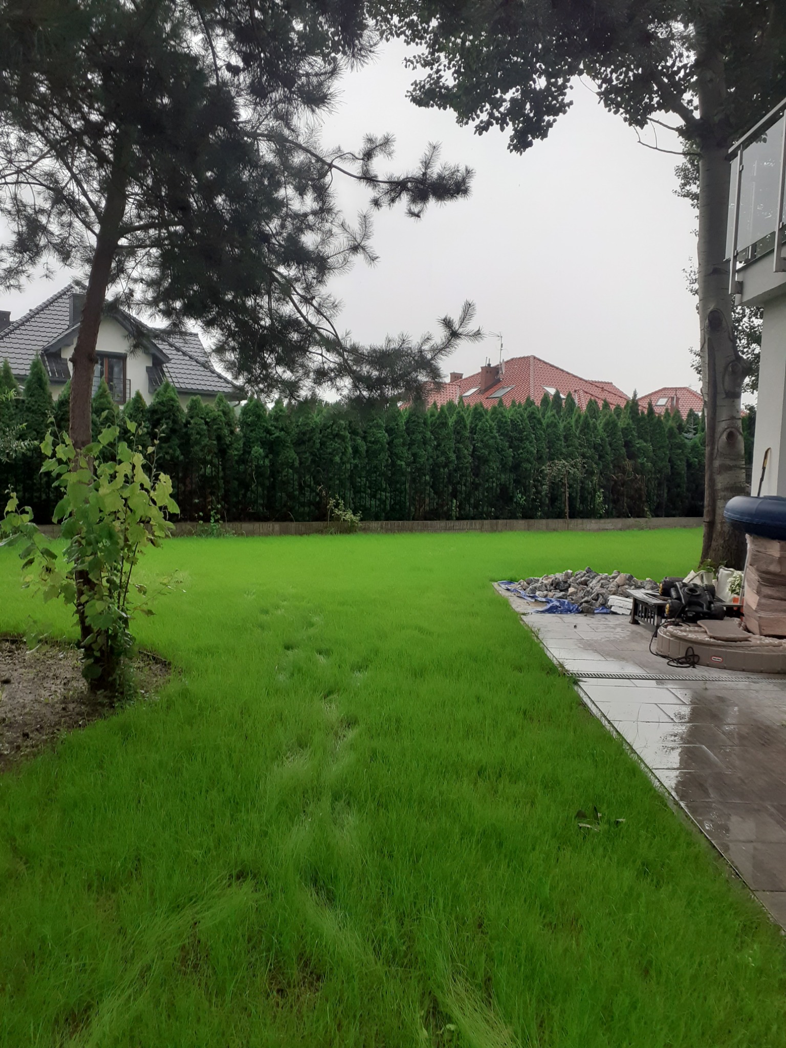 Świeżo założony trawnik z rolki, widoczne ślady stóp, w tle rząd tuj i fragment domu.