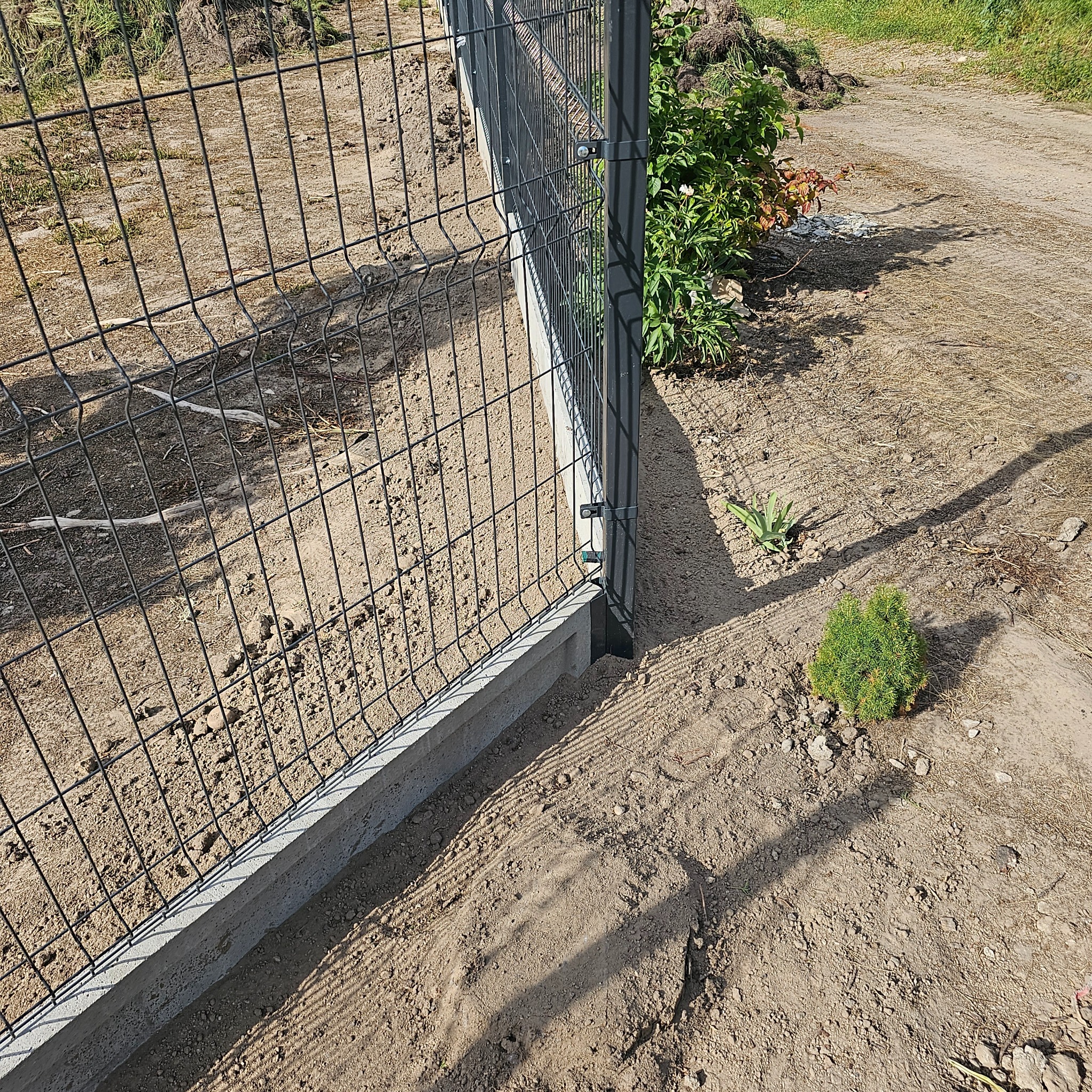 Panelowe ogrodzenie z podmurówką betonową, widoczne z bliska, z małą tujką rosnącą tuż obok słupka.