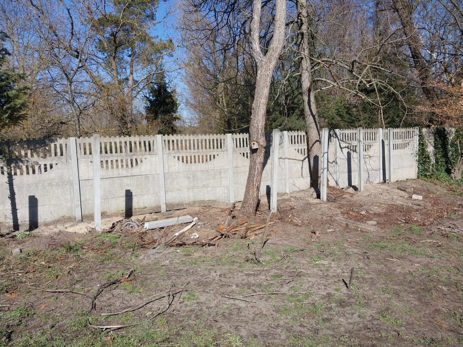 Betonowe panele ogrodzeniowe z przęsłami i słupkami, częściowo zamontowane, z widoczną budką dla ptaków na drzewie w tle, teren wokół ogrodzenia niezagospodarowany.
