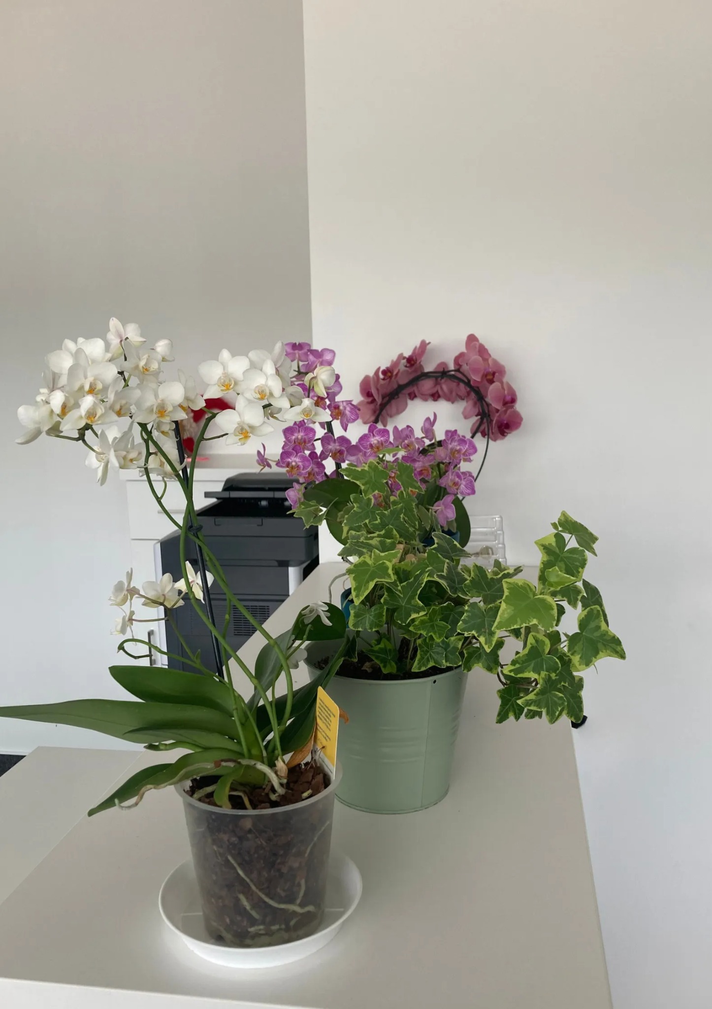 Dwa kwiaty w doniczkach na biurku w minimalistycznym biurze z drukarką w tle.