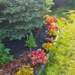 Rabata z iglakiem, korą i kolorowymi żurawkami oddzielona obrzeżem od trawnika. Czarna agrowłóknina pod korą. Słoneczny dzień, wysoka trawa.