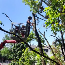 Wióry Leco Rafał Domański - Pracownik w kasku na podnośniku koszowym przycina gałęzie drzewa piłą spalinową, widok z dołu na tle błękitnego nieba i zieleni drzew.