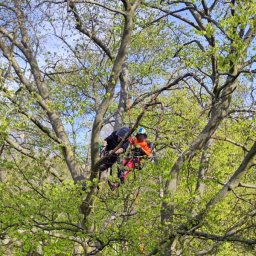 Wióry Leco Rafał Domański - Dwóch arborystów w kaskach i uprzężach, pracujących na wysokości w koronie drzewa z młodymi, zielonymi liśćmi, używając lin i specjalistycznego sprzętu.