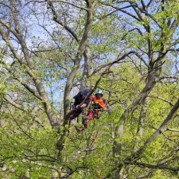 Dwóch arborystów w kaskach i uprzężach, pracujących na wysokości w koronie drzewa z młodymi, zielonymi liśćmi, używając lin i specjalistycznego sprzętu.