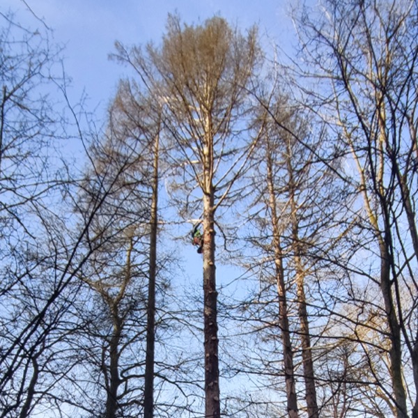 Arborysta w uprzęży, wspinający się na wysokie, uschnięte drzewo iglaste na tle błękitnego nieba, widoczne gałęzie innych drzew.
