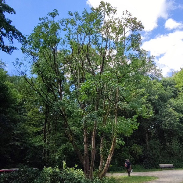 Drzewo z wyraźnie przyciętymi gałęziami na tle lasu i błękitnego nieba z chmurami, widoczny spacerujący człowiek w oddali.