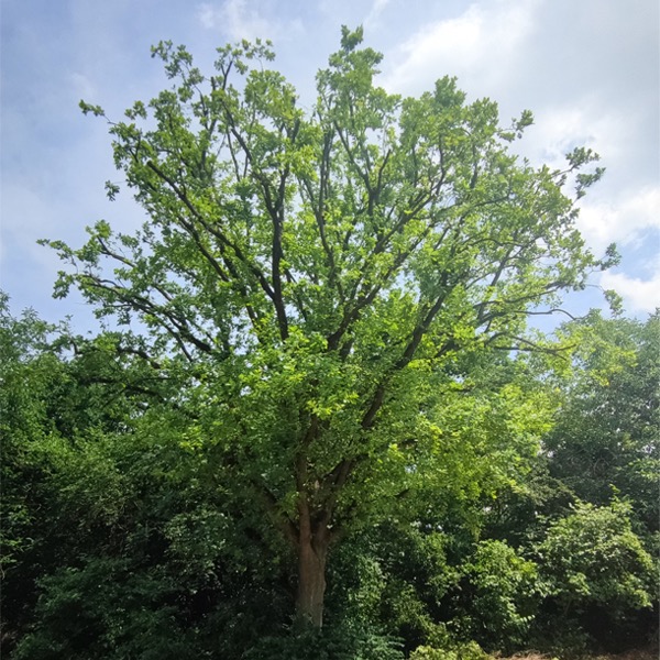 Duże drzewo liściaste z częściowo przerzedzoną koroną, otoczone gęstą zielenią i błękitnym niebem z lekkimi chmurami w tle.