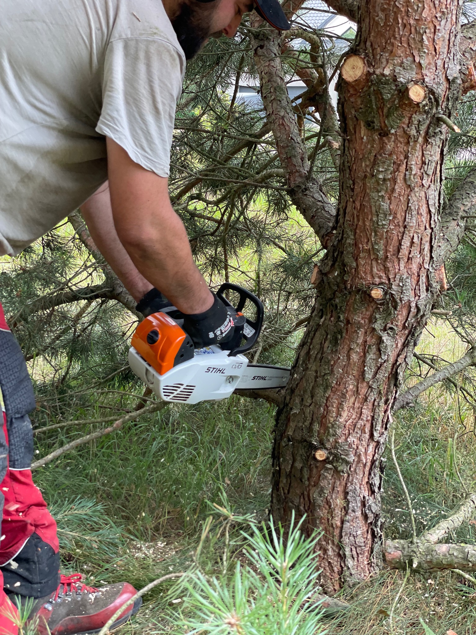 Operator w ochronnych rękawicach tnie gałąź sosny piłą łańcuchową Stihl, w tle widać igliwie i świeżo ścięte konary.