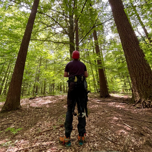 Pracownik w czerwonym kasku, ubrany w robocze spodnie i buty, stoi w lesie z narzędziami przy pasie, patrząc na wysokie drzewo w słoneczny dzień.