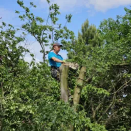 Mężczyzna w uprzęży, z piłą łańcuchową, stojący na pniu obciętego drzewa podczas jego wycinki, widok na błękitne niebo z chmurami.