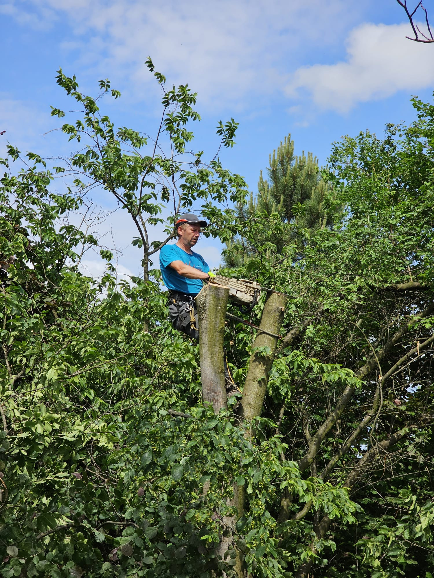 Mężczyzna w uprzęży, z piłą łańcuchową, stojący na pniu obciętego drzewa podczas jego wycinki, widok na błękitne niebo z chmurami.