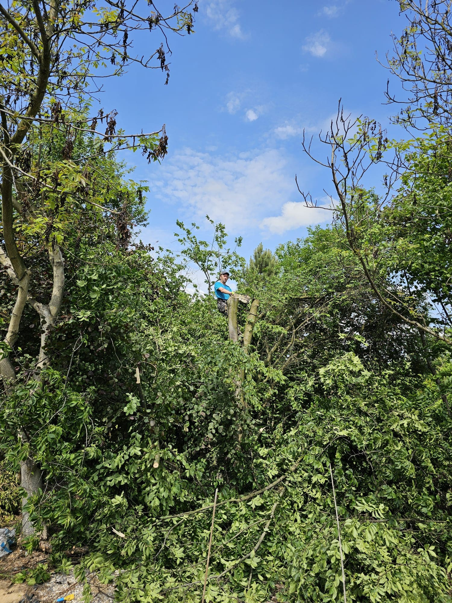 Pracownik w niebieskiej koszulce, stojący na pniu drzewa, otoczony obciętymi gałęziami i zielenią, wykonuje prace na wysokości, widoczne niebo z chmurami w tle.