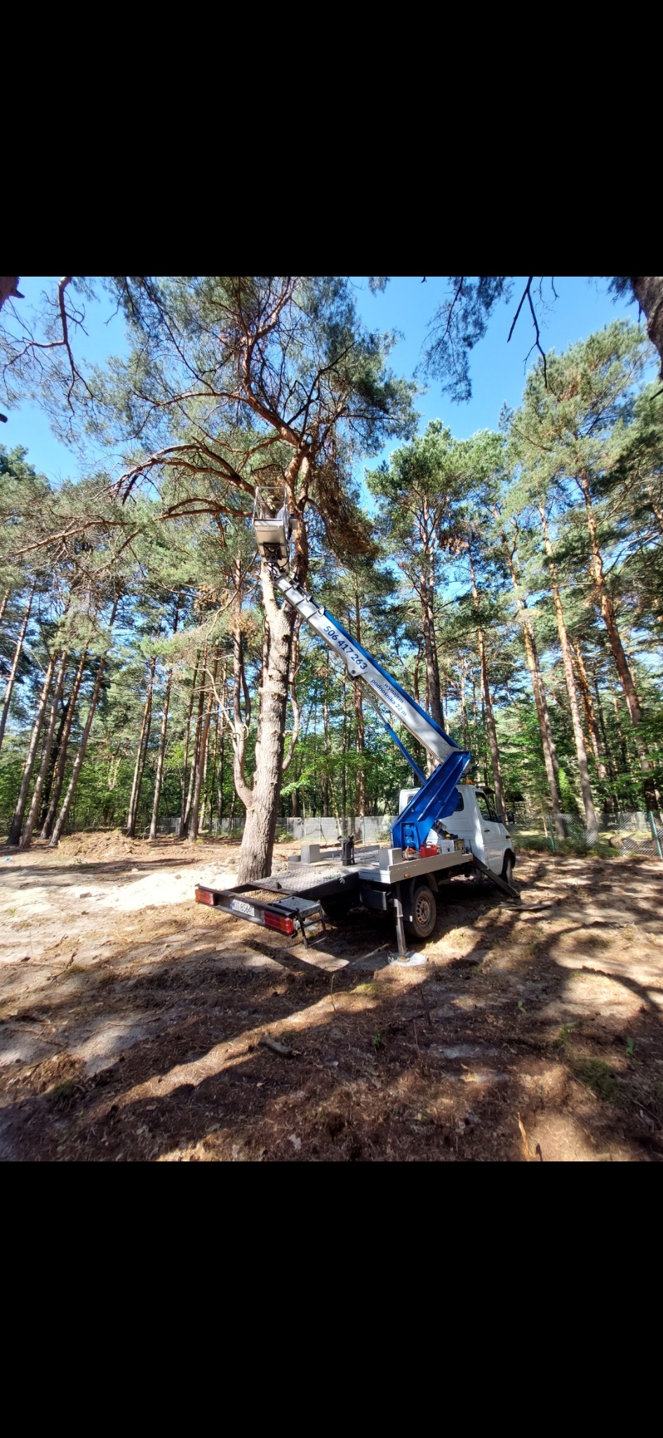 Wysięgnik podnośnika koszowego sięga do korony wysokiej sosny podczas prac w lesie, widoczny numer telefonu na ramieniu podnośnika.
