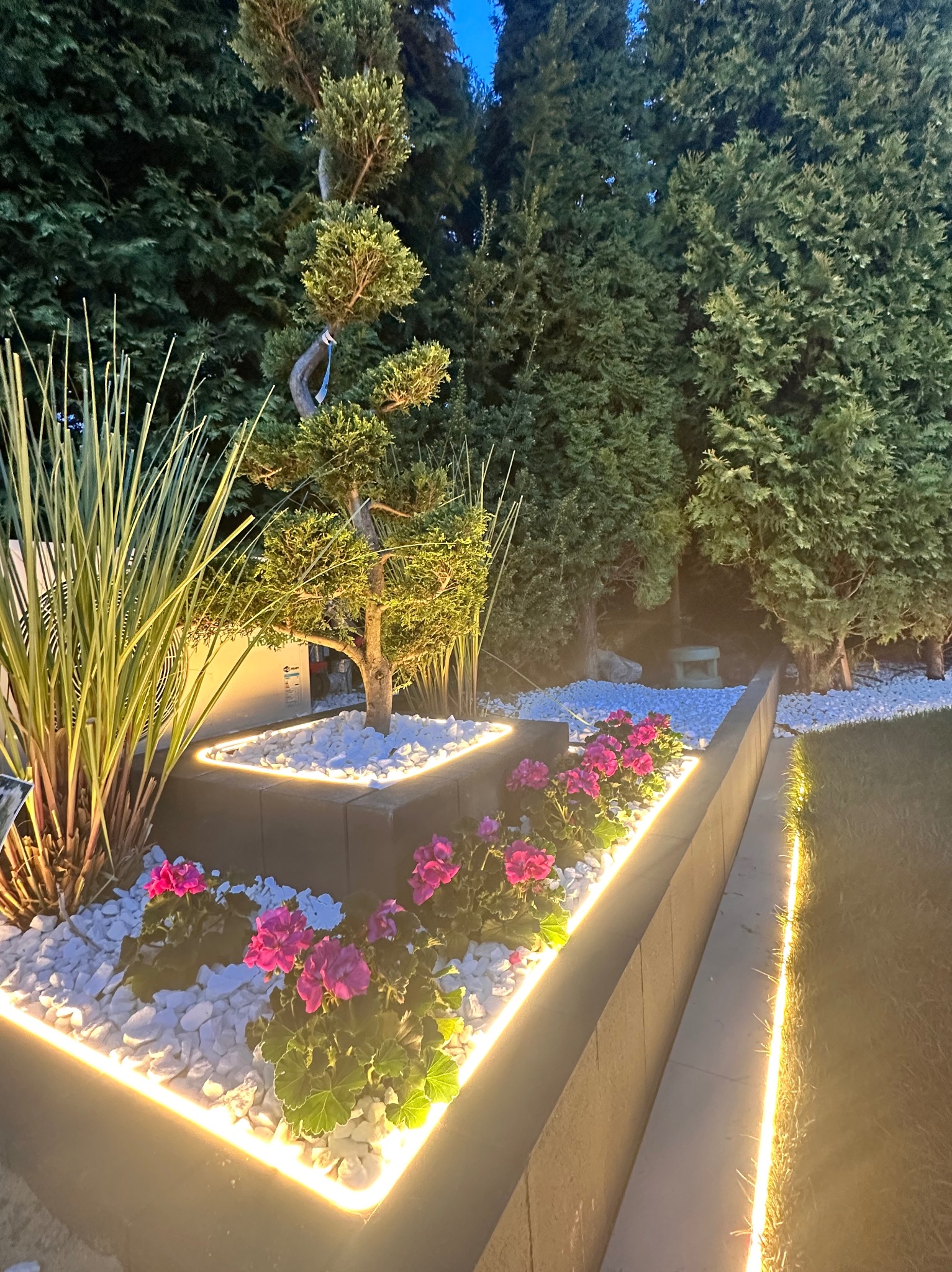 Oświetlona rabata z różowymi pelargoniami, białymi kamieniami i formowanym iglakiem na tle ciemnozielonych drzew, podświetlona listwą LED.