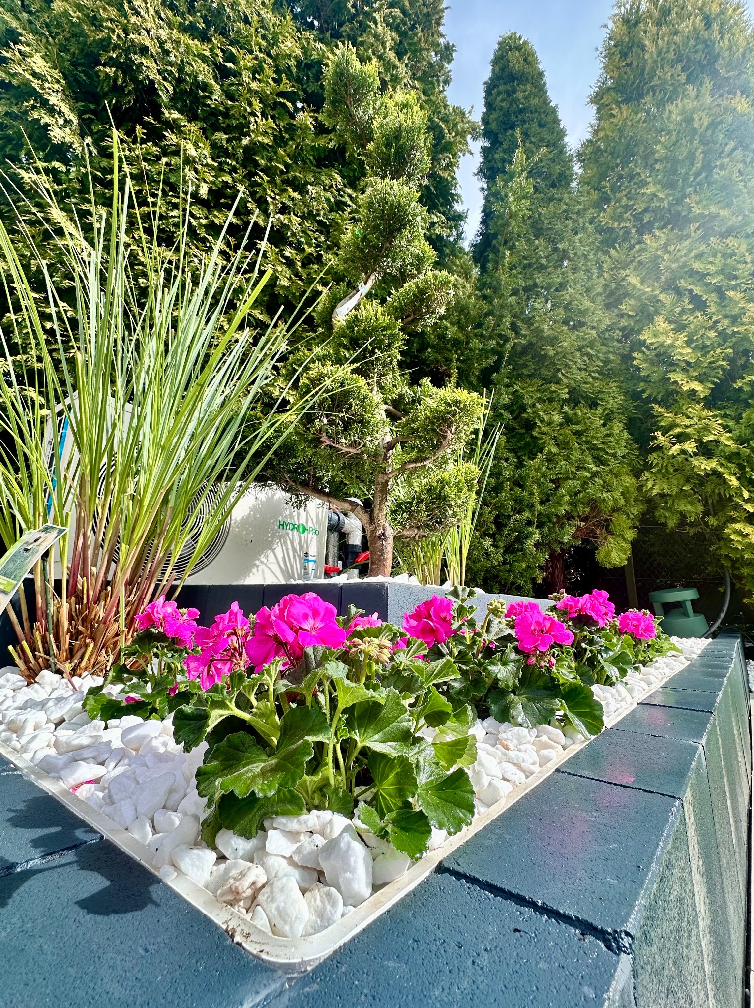 Kaskadowa rabata z granitu, wypełniona białym grysem i różowymi pelargoniami, na tle iglaków i pompy ciepła Hydr-Pro.