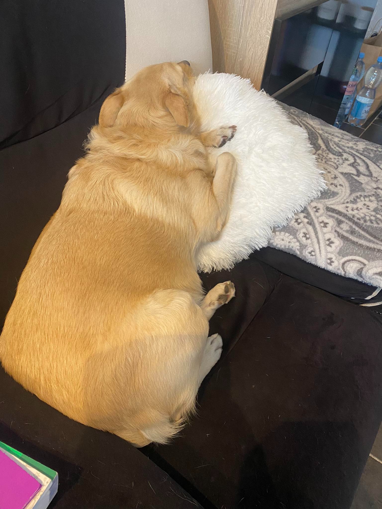 Golden retriever śpiący na puszystej, białej poduszce na czarnej kanapie, obok butelki wody mineralnej.