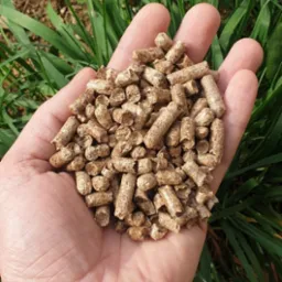 Dłoń trzymająca garść pelletu drzewnego na tle trawy i ziemi, widoczny fragment czarnego zegarka.