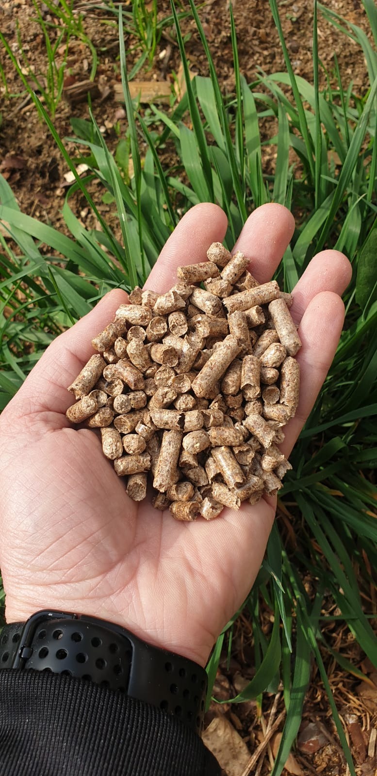 Dłoń trzymająca garść pelletu drzewnego na tle trawy i ziemi, widoczny fragment czarnego zegarka.