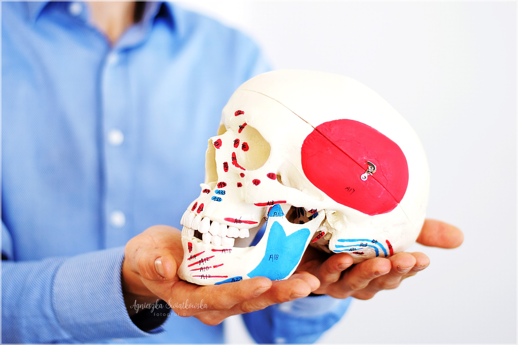 Model anatomiczny czaszki z zaznaczonymi punktami, trzymany w dłoniach osoby w niebieskiej koszuli, na jasnym tle.