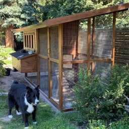 Plan Drewno - Drewniany kurnik z siatką w ogrodzie, z budką lęgową po lewej stronie i psem rasy border collie stojącym przed nim.