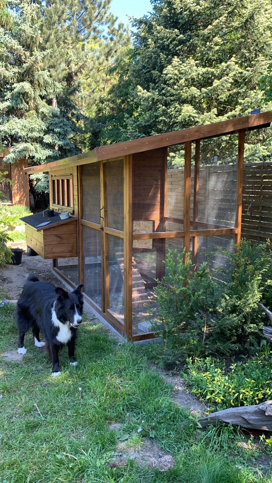 Drewniany kurnik z siatką w ogrodzie, z budką lęgową po lewej stronie i psem rasy border collie stojącym przed nim.