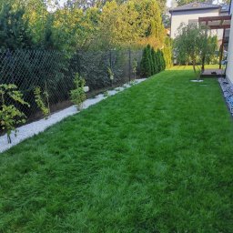 Szymon w Ogrodzie - Zadbany trawnik z rolki, obrzeża z białego kamienia, rząd małych drzewek wzdłuż ogrodzenia z siatki. W tle drzewa i fragment domu.