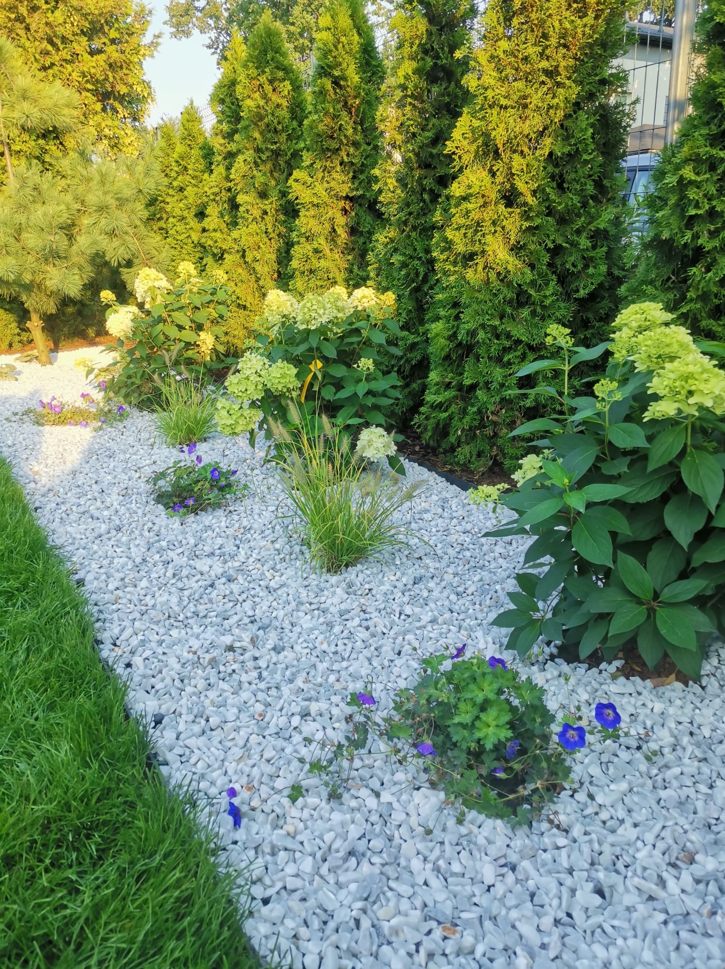Ogród z białym żwirem, niskimi krzewami, trawami ozdobnymi i rzędem tuj. Granica trawnika oddzielona obrzeżem. Stonowana kolorystyka z akcentami fioletu.