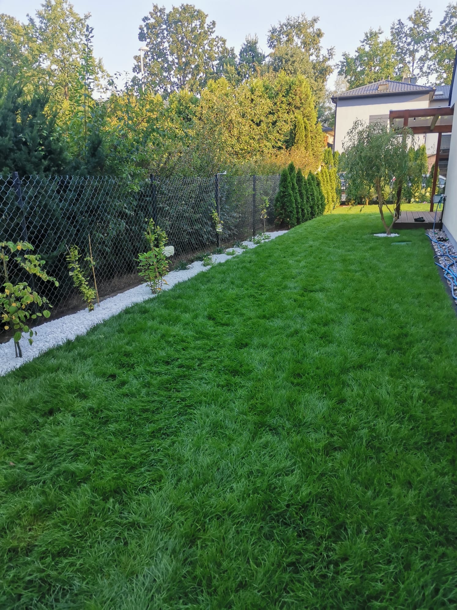 Zadbany trawnik z rolki, obrzeża z białego kamienia, rząd małych drzewek wzdłuż ogrodzenia z siatki. W tle drzewa i fragment domu.
