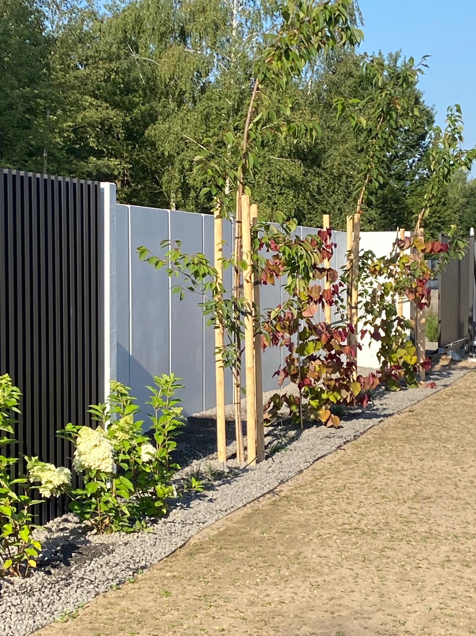 Nowoczesny ogród: kontrastowe panele ogrodzeniowe (czarne, szare, białe), młode drzewka podparte bambusami, rabata z białymi kwiatami i szarym żwirem.