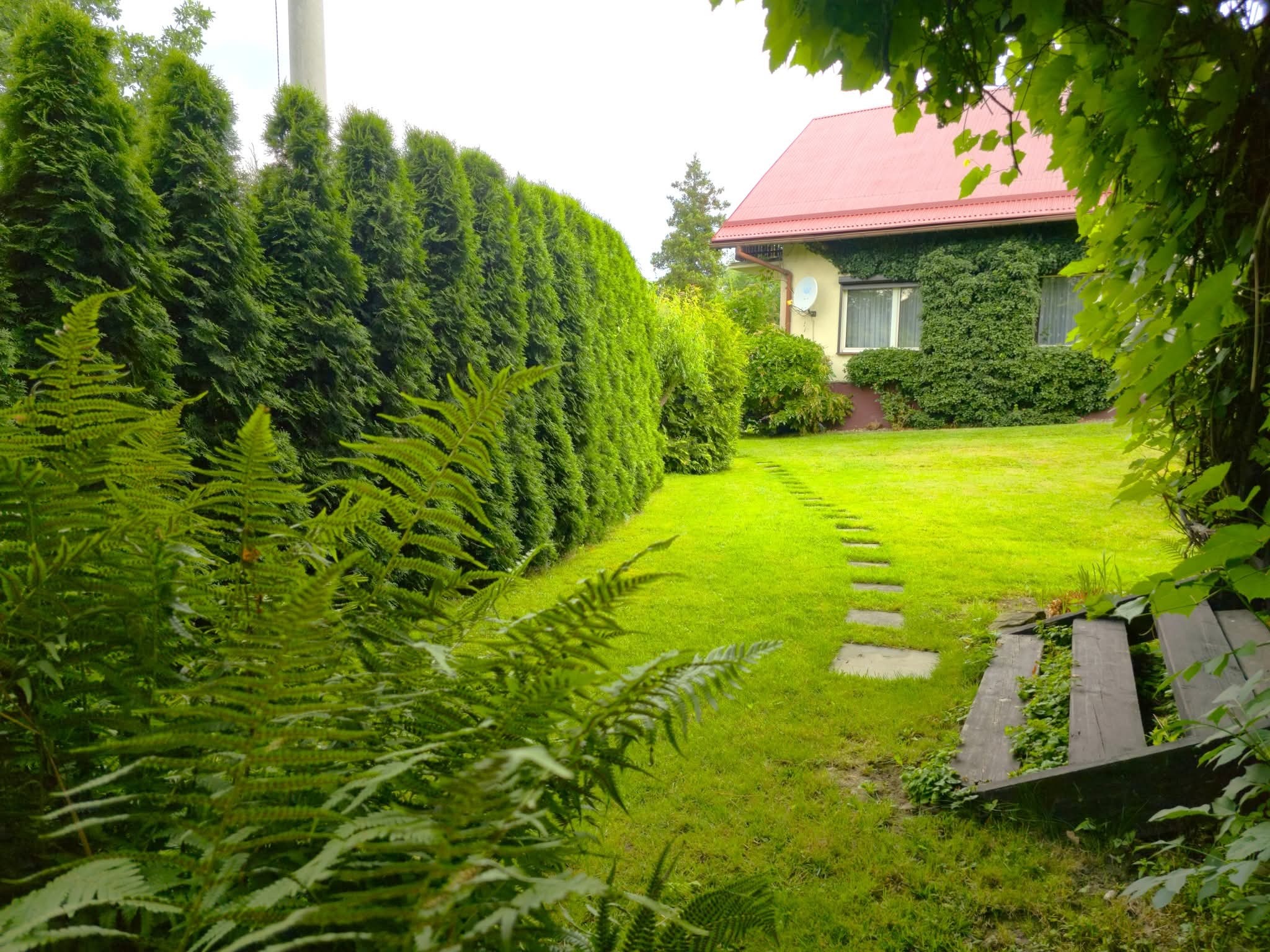 Zaciszny ogród z zielonym żywopłotem i ścieżką z płyt prowadzącą do domu z czerwonym dachem, częściowo porośniętego bluszczem. Ujęcie zza paproci.