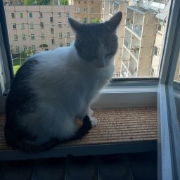 MAK Fugentechnik SIATKI LUDWIK - siatka na okno, dla kota