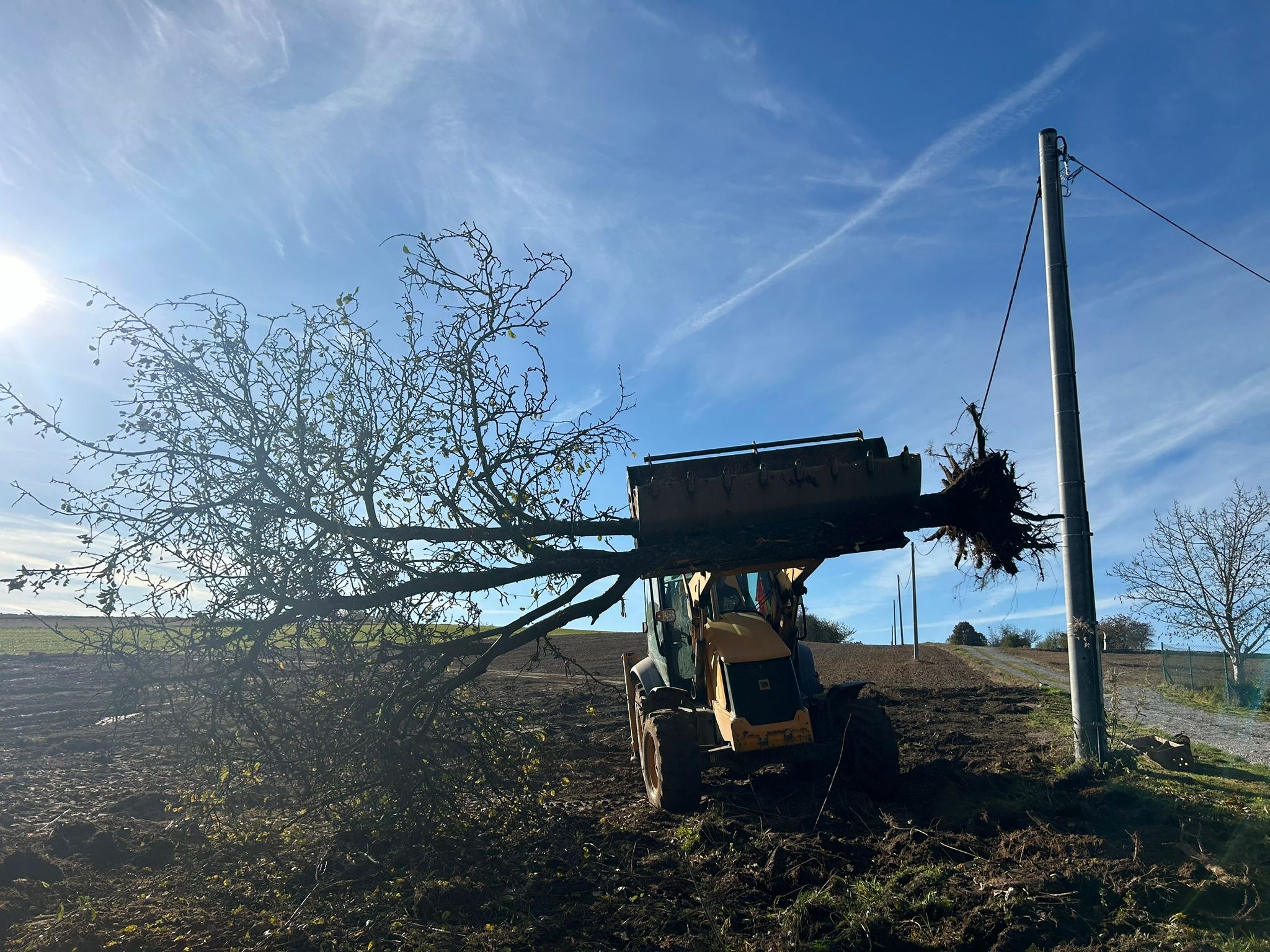 Żółta koparko-ładowarka podnosi wykopane drzewo z korzeniami na polu, widoczny słup energetyczny i błękitne niebo z chmurami.