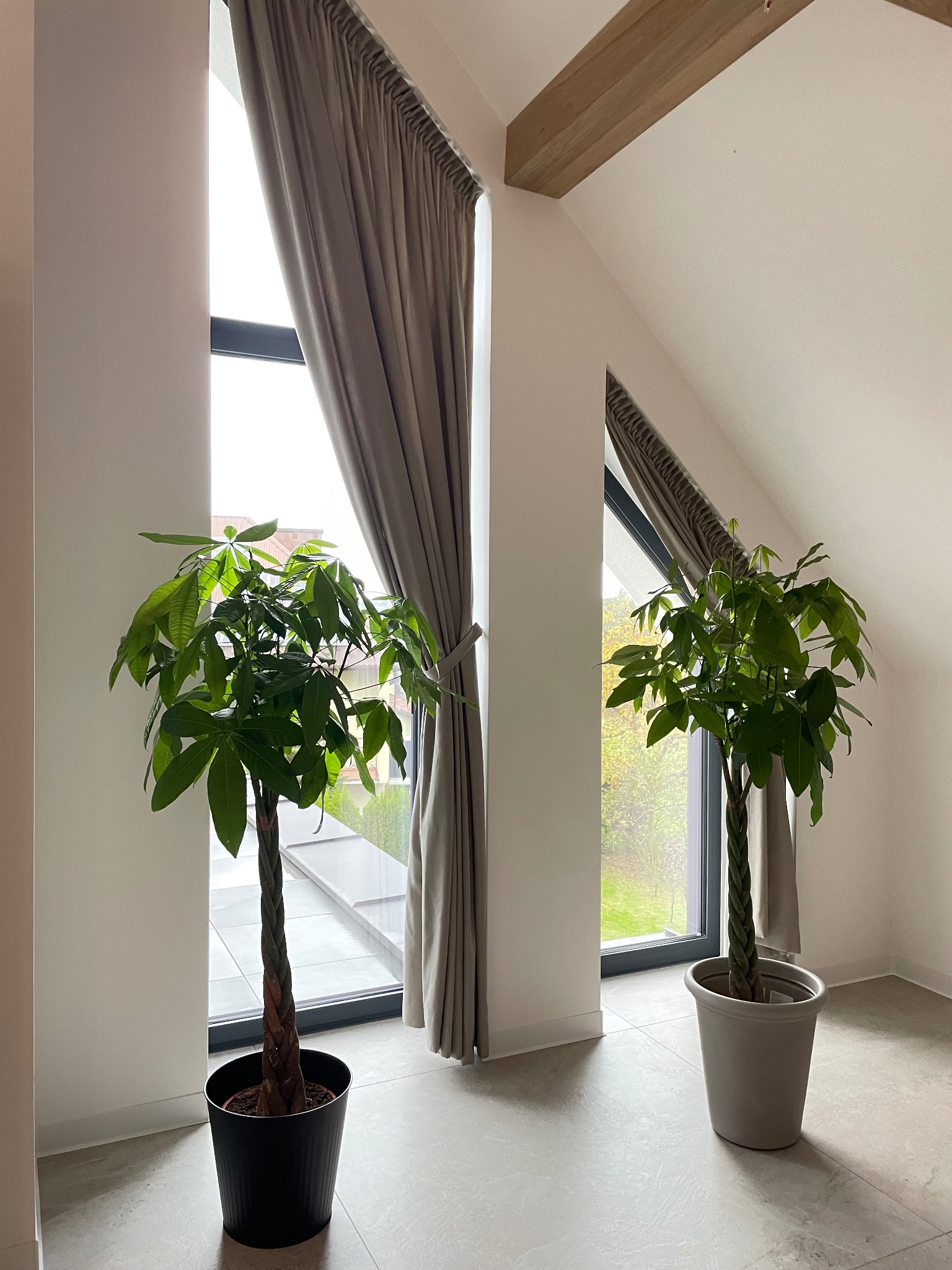 Dwa drzewka szczęścia w doniczkach przed oknami z szarymi zasłonami upiętymi sznurkiem, jasne wnętrze z drewnianą belką stropową.