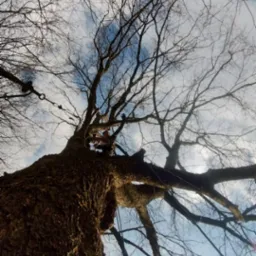 Pracownik na drzewie bez liści, zabezpieczony linami, wykonuje prace wysokościowe na tle błękitnego nieba z chmurami. Ujęcie z dołu.
