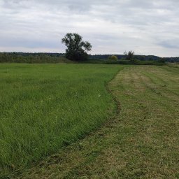 MAT KARCZOWANIE TERENÓW ZIELONYCH - Adam Kaczmarek - Pole z częściowo skoszoną trawą, widoczne ślady po kosiarce. W tle drzewa i pochmurne niebo. Ukazany efekt koszenia trawy na rozległym terenie.