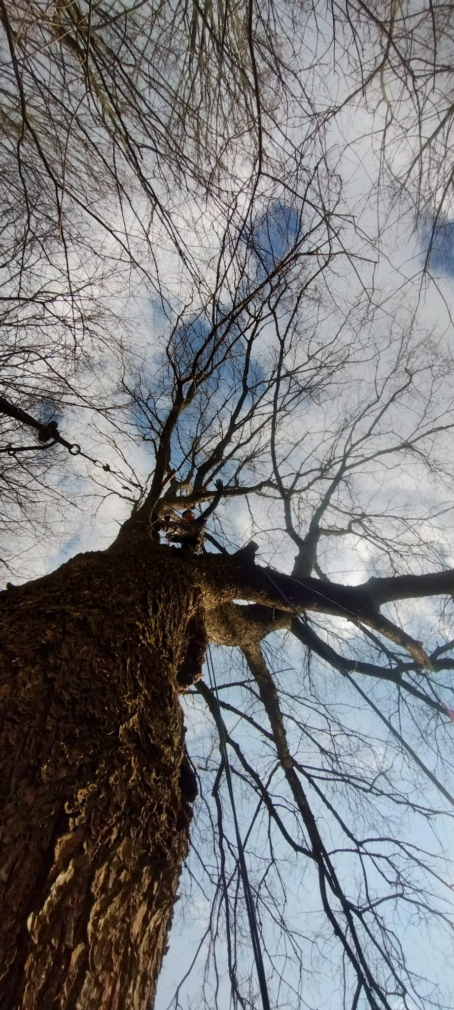 Pracownik na drzewie bez liści, zabezpieczony linami, wykonuje prace wysokościowe na tle błękitnego nieba z chmurami. Ujęcie z dołu.